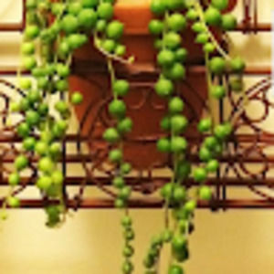 Meet your Posher, Stormy